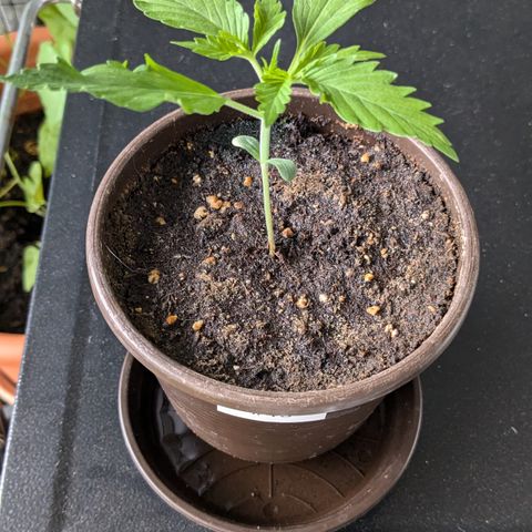 #45 Pure Power Plant Auto growlog timeline photo