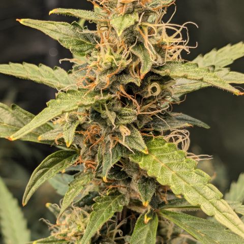 #30 Afghani #1 growlog timeline photo