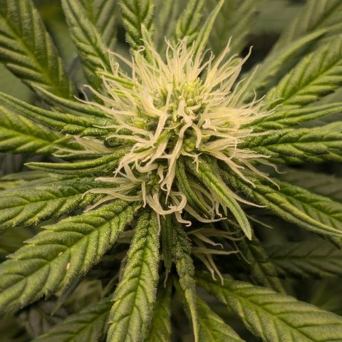 #31 White Widow growlog timeline photo