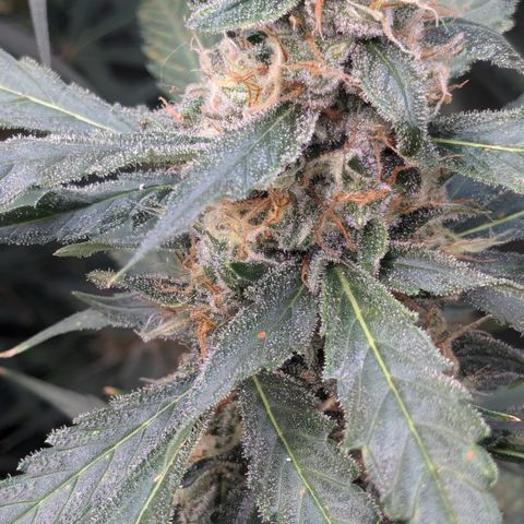 #32 Purple Skunk growlog timeline photo