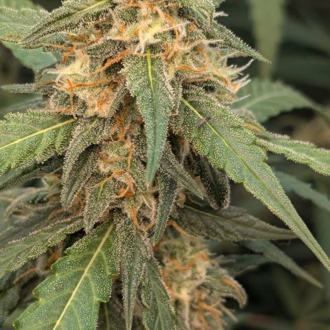 #33 Purple Skunk growlog timeline photo