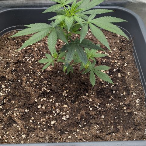 #31.1 White Widow growlog timeline photo