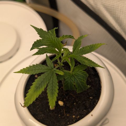 #31.9 Kiffkopp growlog timeline photo