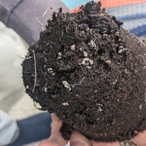 #45 Pure Power Plant Auto growlog timeline photo