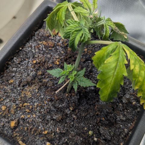#31.5 White Widow growlog timeline photo