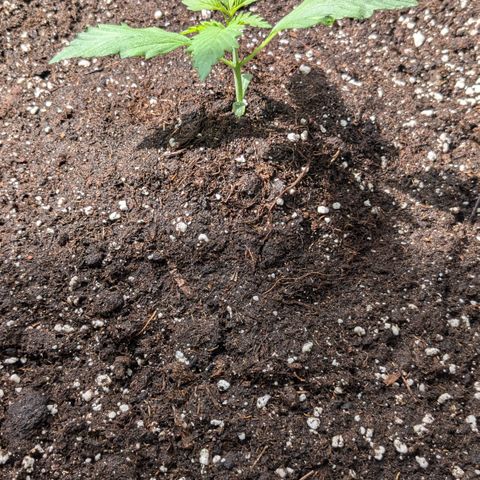 #45 Pure Power Plant Auto growlog timeline photo