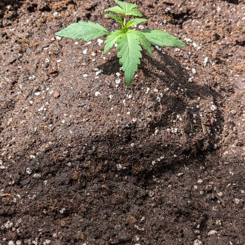 #46 Blueberry Zkittlez Auto growlog timeline photo