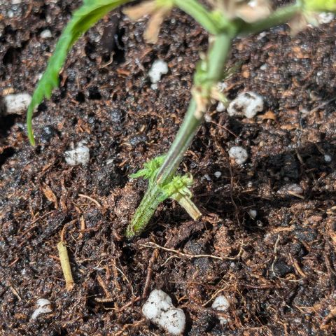 #31.4 White Widow growlog timeline photo