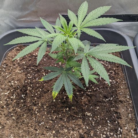 #31.2 White Widow growlog timeline photo