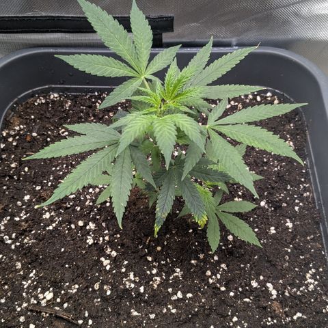 #31.1 White Widow growlog timeline photo
