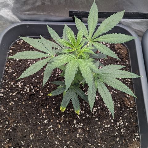 #31.2 White Widow growlog timeline photo