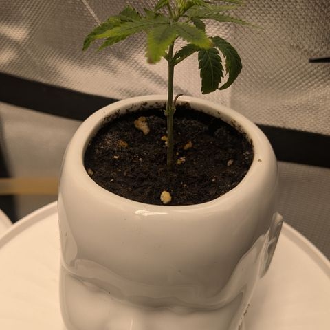 #31.9 Kiffkopp growlog timeline photo