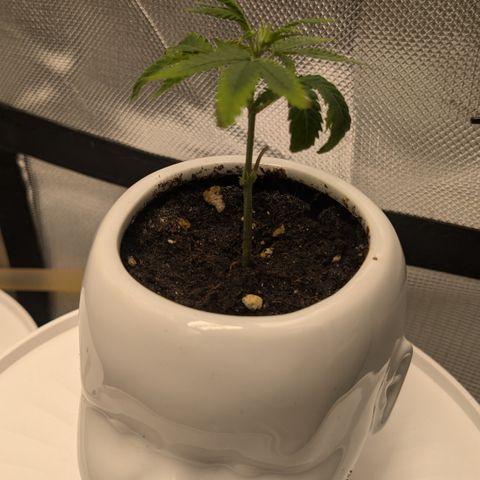 #31.9 Kiffkopp growlog timeline photo