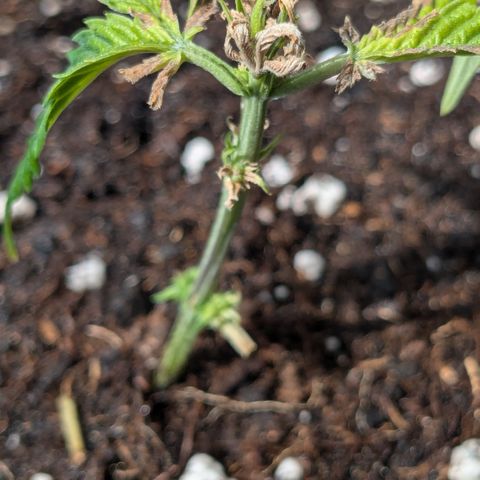 #31.4 White Widow growlog timeline photo