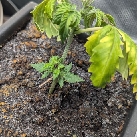 #31.5 White Widow growlog timeline photo