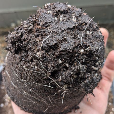 #45 Pure Power Plant Auto growlog timeline photo