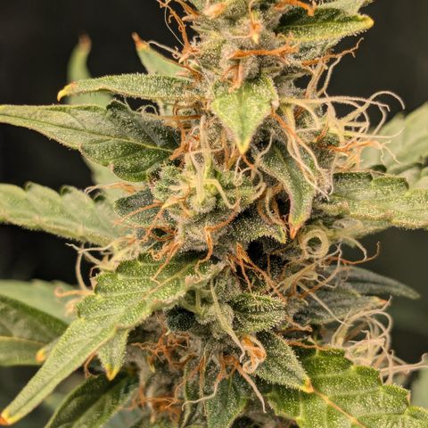 #30 Afghani #1 growlog timeline photo