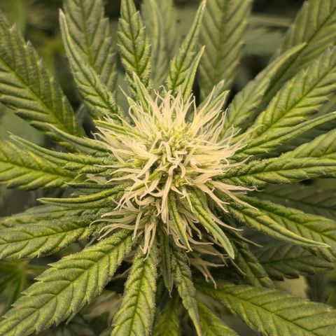 #31 White Widow growlog timeline photo