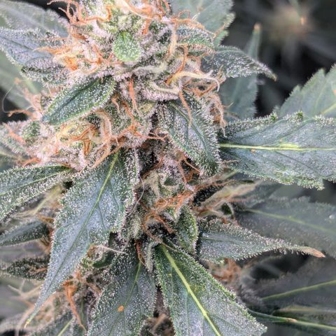 #32 Purple Skunk growlog timeline photo