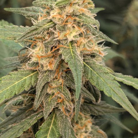 #33 Purple Skunk growlog timeline photo