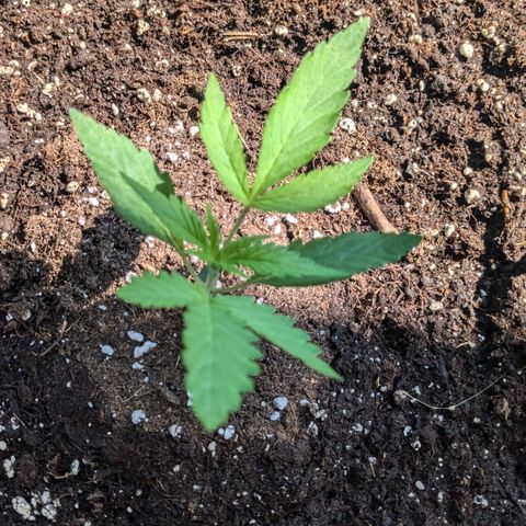 #46 Blueberry Zkittlez Auto growlog timeline photo