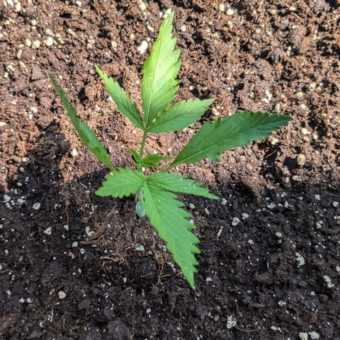 #45 Pure Power Plant Auto growlog timeline photo