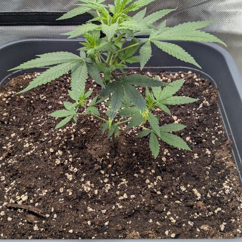 #31.1 White Widow growlog timeline photo