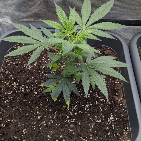 #31.2 White Widow growlog timeline photo