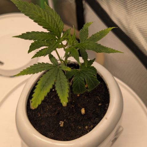 #31.9 Kiffkopp growlog timeline photo
