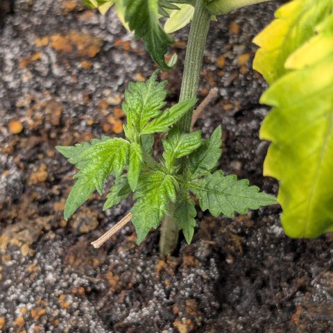 #31.5 White Widow growlog timeline photo