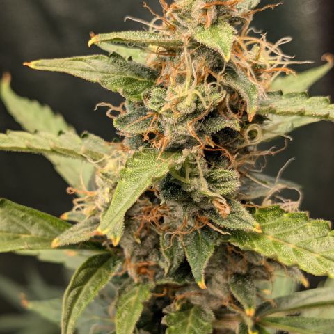 #30 Afghani #1 growlog timeline photo