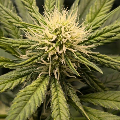 #31 White Widow growlog timeline photo