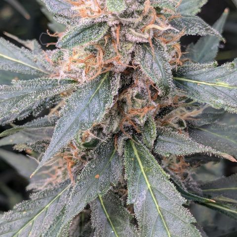 #32 Purple Skunk growlog timeline photo