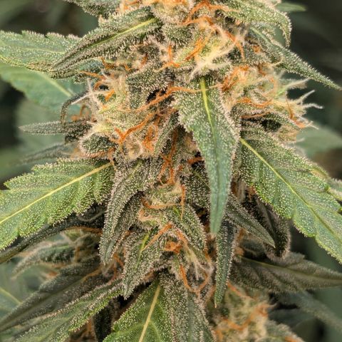 #33 Purple Skunk growlog timeline photo
