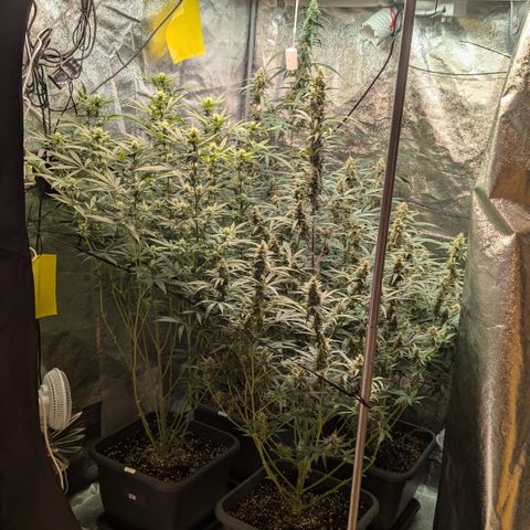 #33 Purple Skunk growlog timeline photo