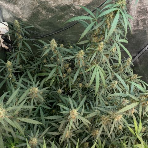 #33 Purple Skunk growlog timeline photo