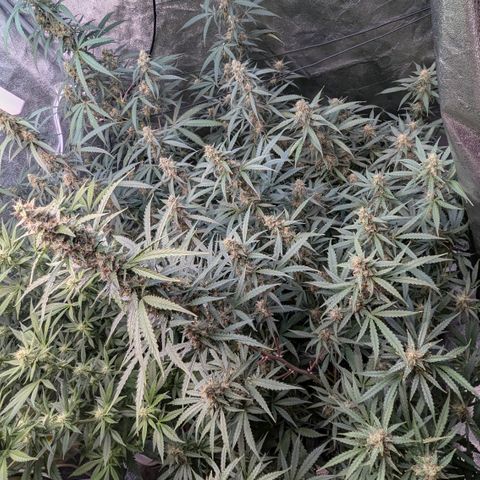 #33 Purple Skunk growlog timeline photo