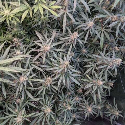 #33 Purple Skunk growlog timeline photo