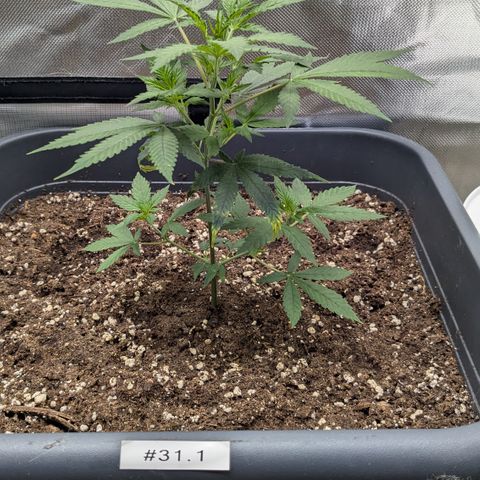 #31.1 White Widow growlog timeline photo