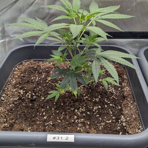 #31.2 White Widow growlog timeline photo