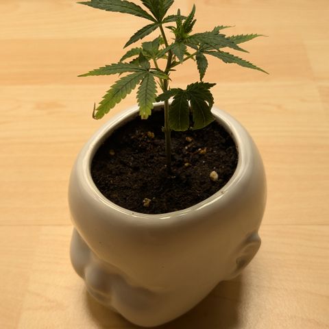 #31.9 Kiffkopp growlog timeline photo
