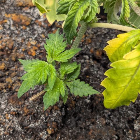 #31.5 White Widow growlog timeline photo