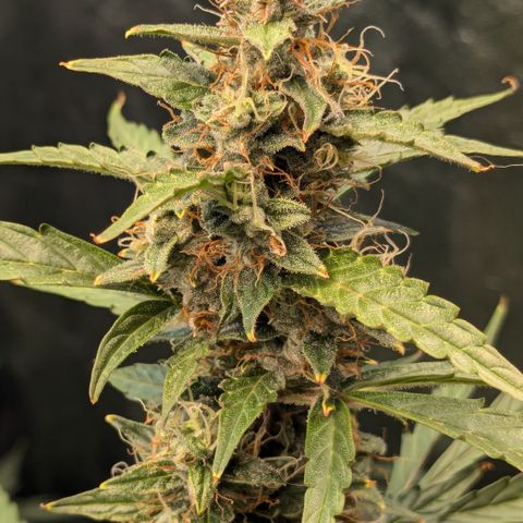 #30 Afghani #1 growlog timeline photo