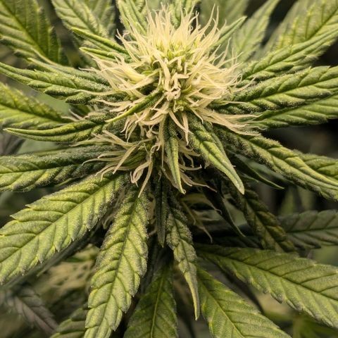 #31 White Widow growlog timeline photo