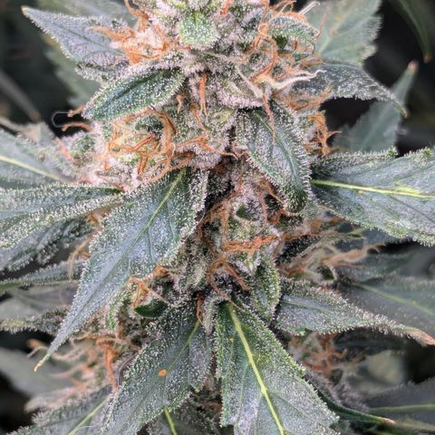 #32 Purple Skunk growlog timeline photo
