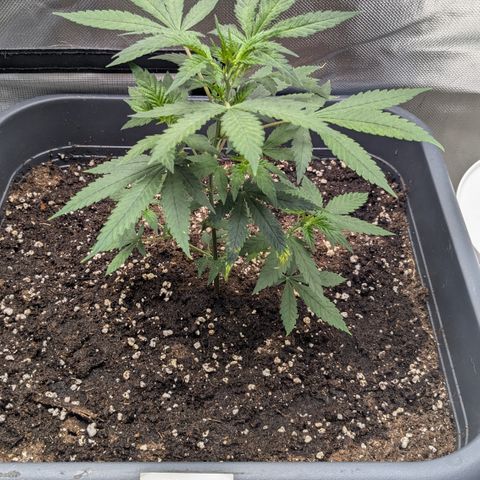 #31.1 White Widow growlog timeline photo