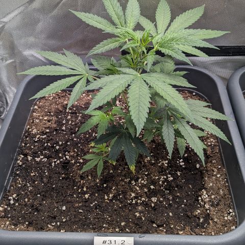 #31.2 White Widow growlog timeline photo
