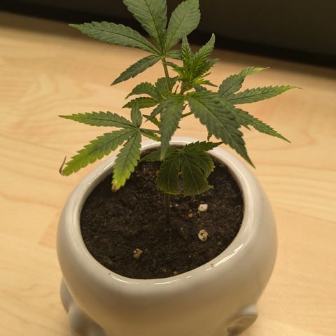 #31.9 Kiffkopp growlog timeline photo