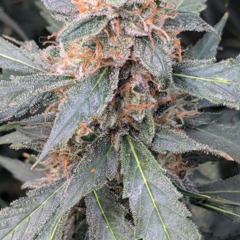 #32 Purple Skunk growlog timeline photo