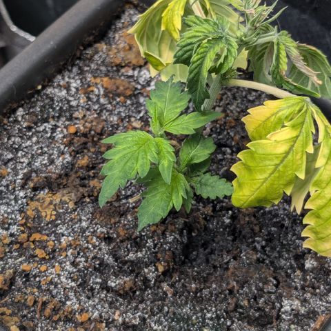 #31.5 White Widow growlog timeline photo